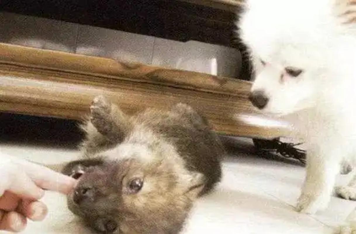 12年前把狼带回家当儿子,12年前成都女孩把狼儿带回家