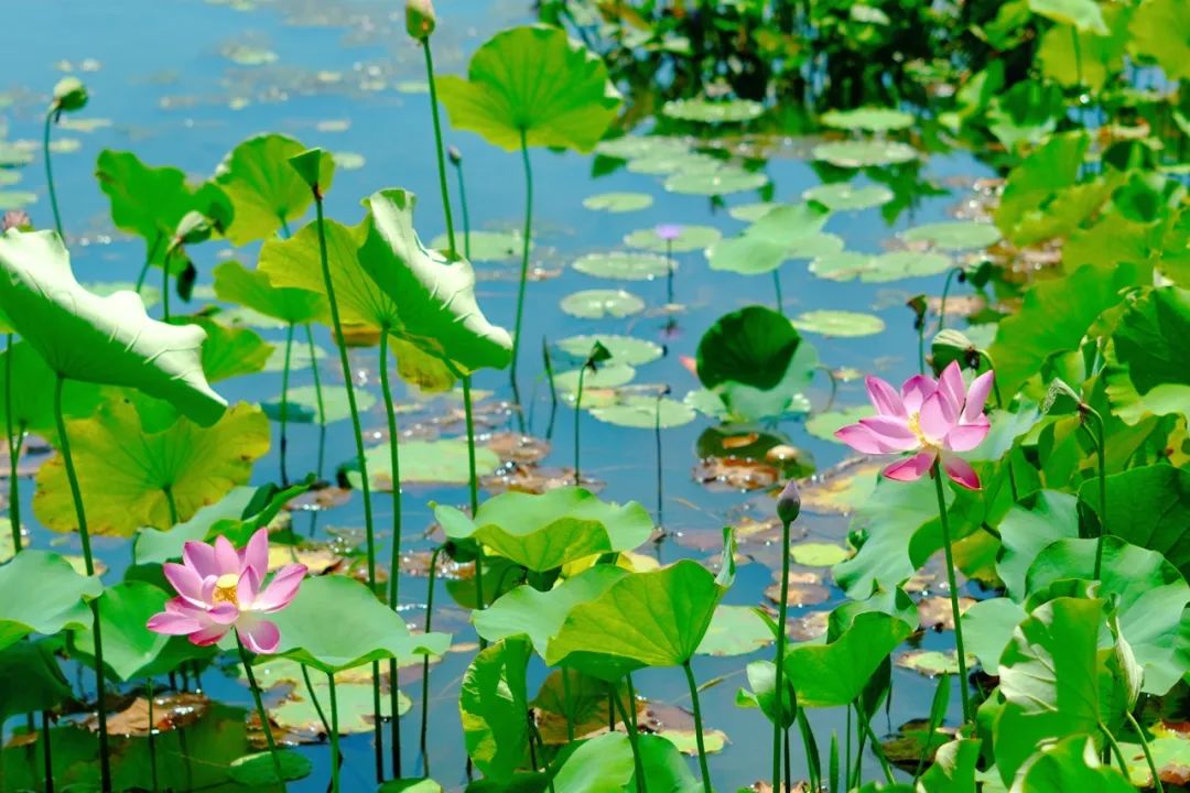 小暑已至！夏日顶流登场，一池荷风，满院莲香，惊艳了整个夏天！