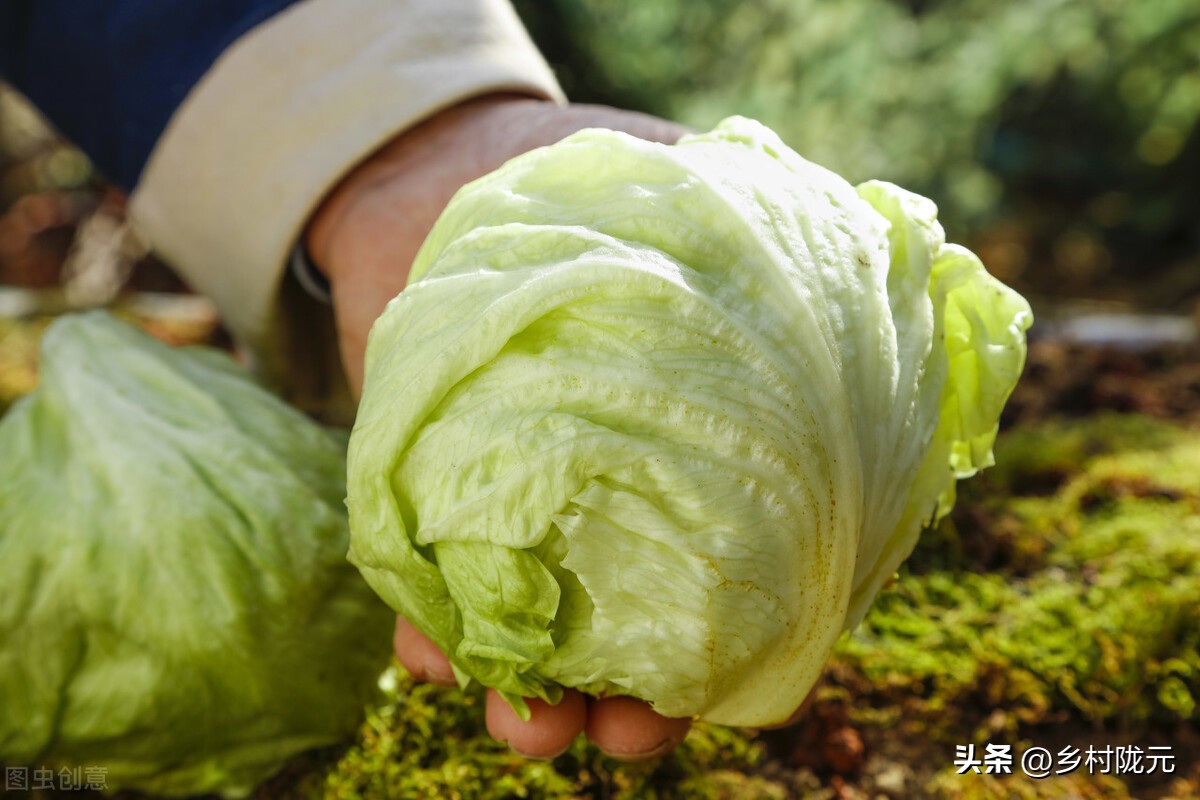 结球生菜和意大利生菜哪个产量高,结球生菜的种植方法