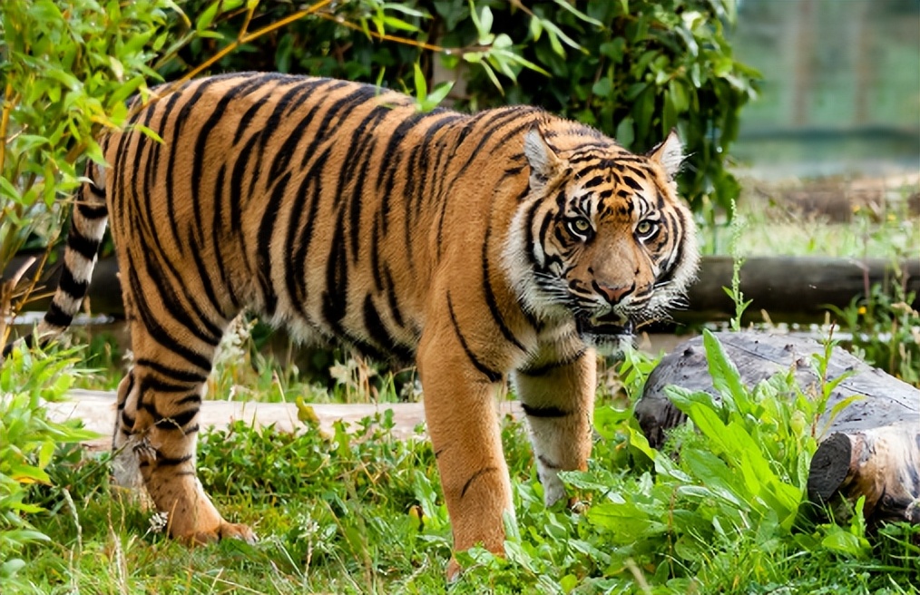 苏门答腊虎和猫科动物,猫科动物豹虎