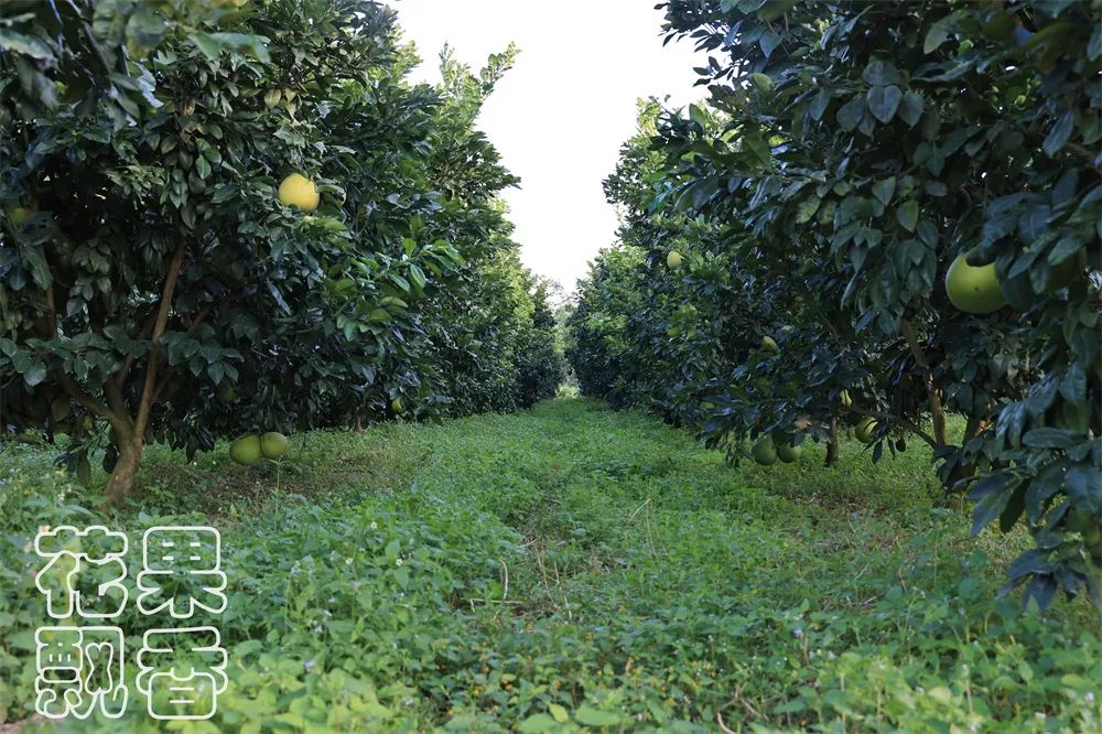 养殖十大暴利品种,暴利种植品种