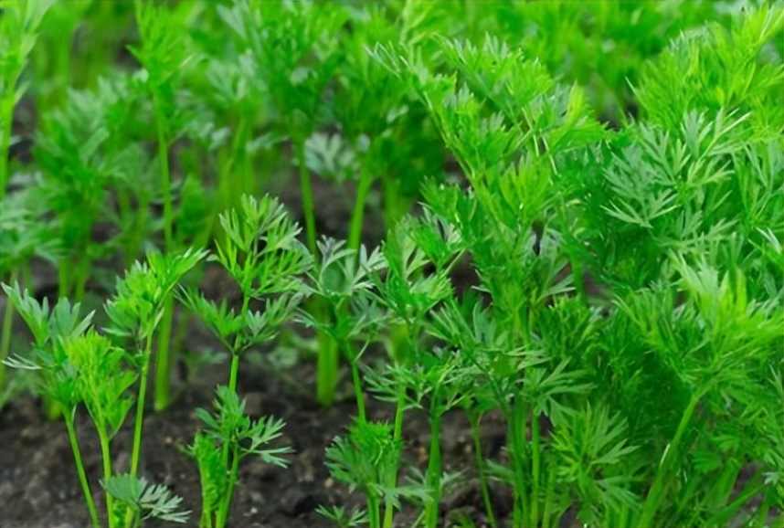 新英格兰地区有哪些,新英格兰地区版图