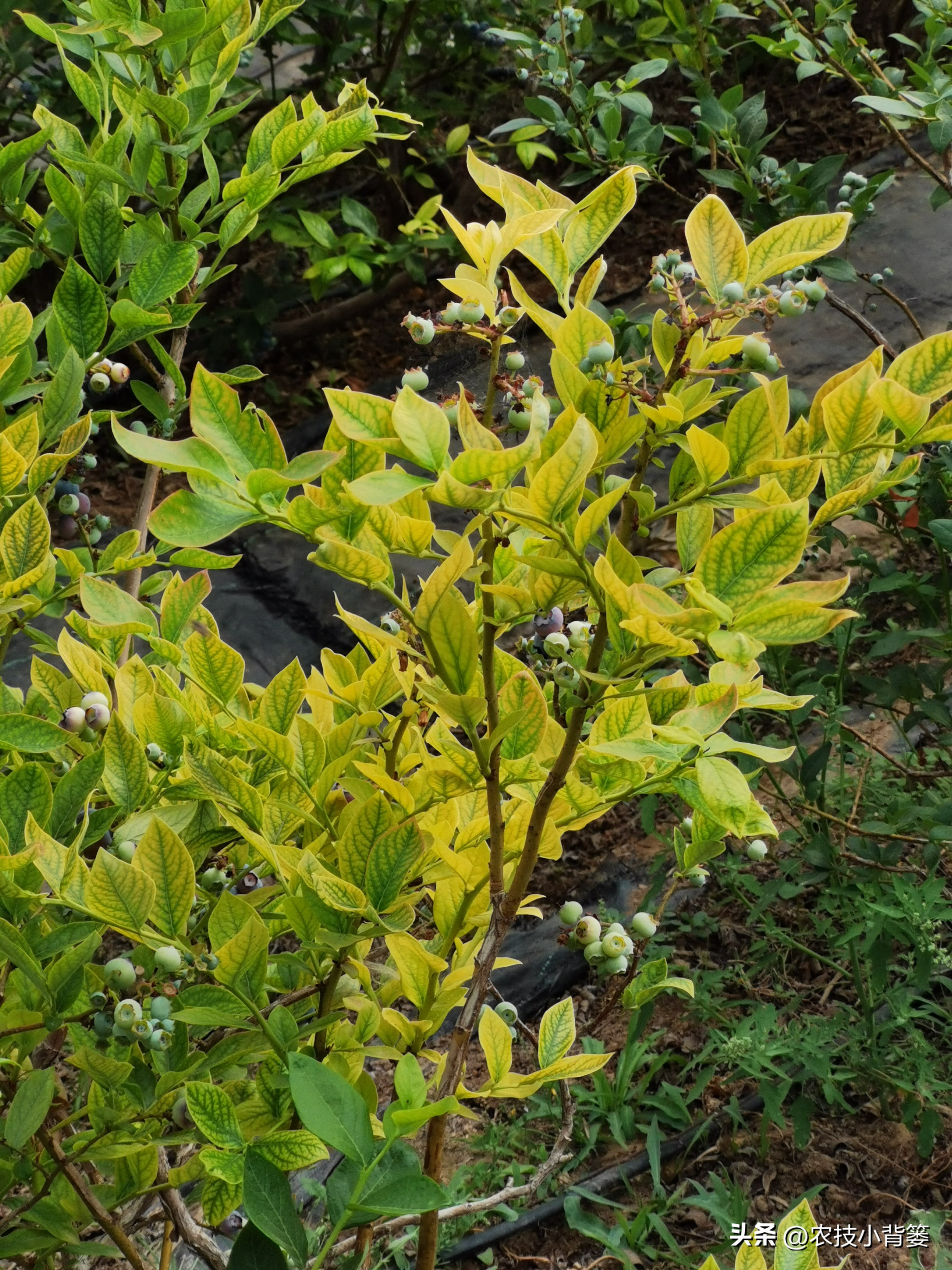 蓝莓黄叶几个月了还有救吗,蓝莓叶脉失绿发黄怎么办