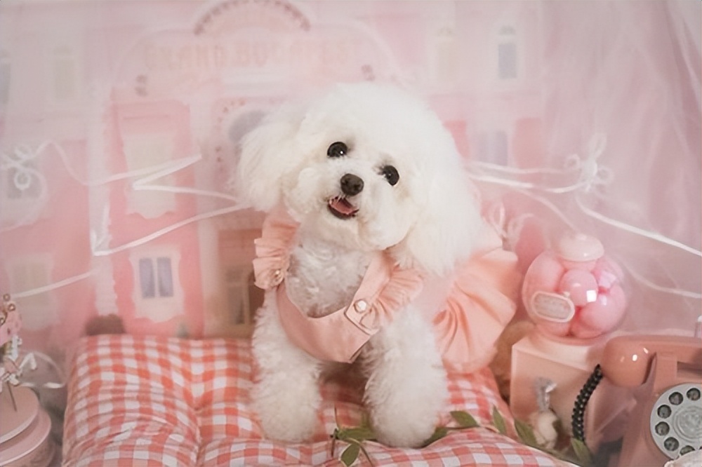 如何通过毛发辨别泰迪的年龄,各种颜色的泰迪性格