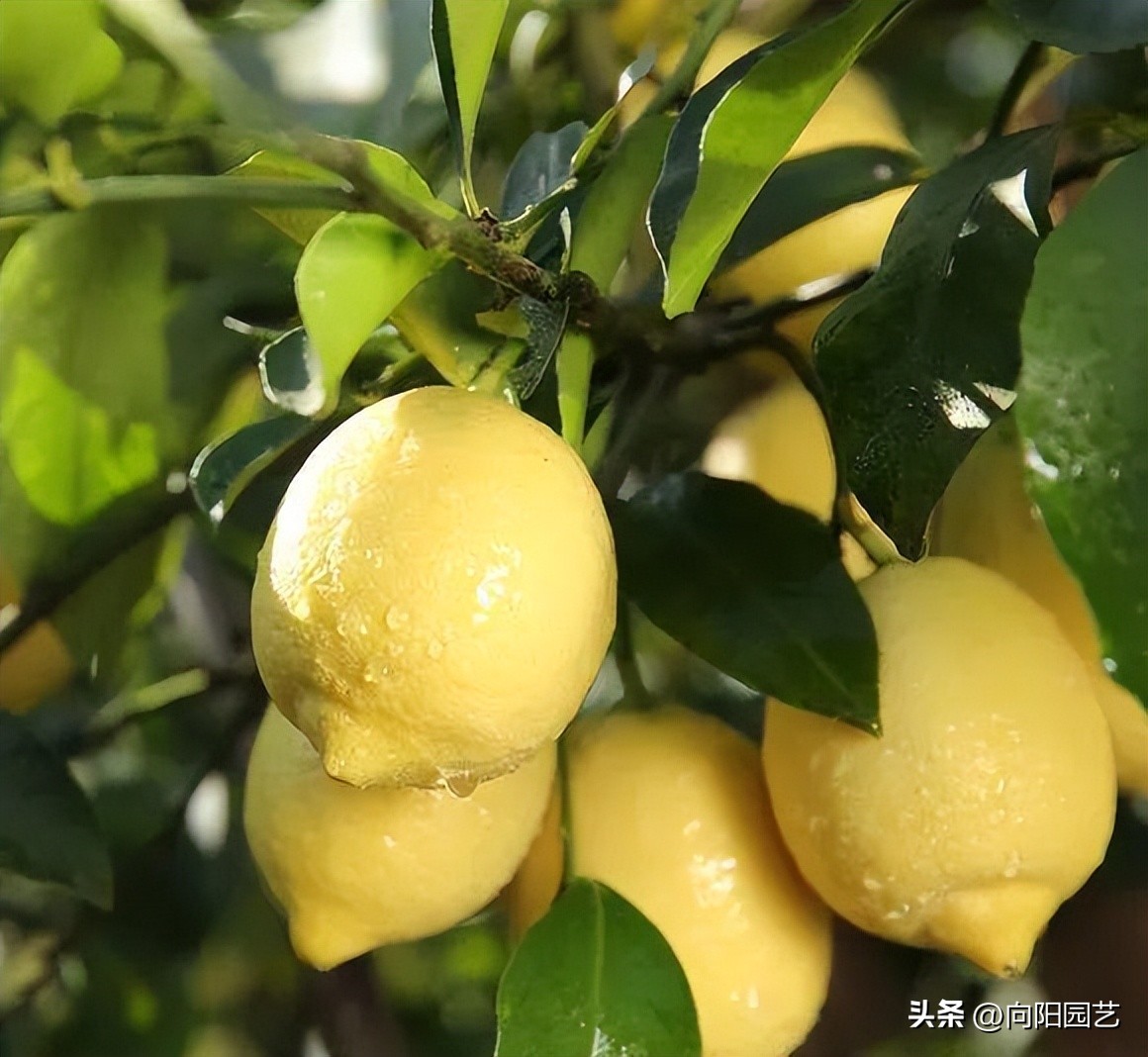 家里苹果果树盆栽,30块买的苹果盆栽