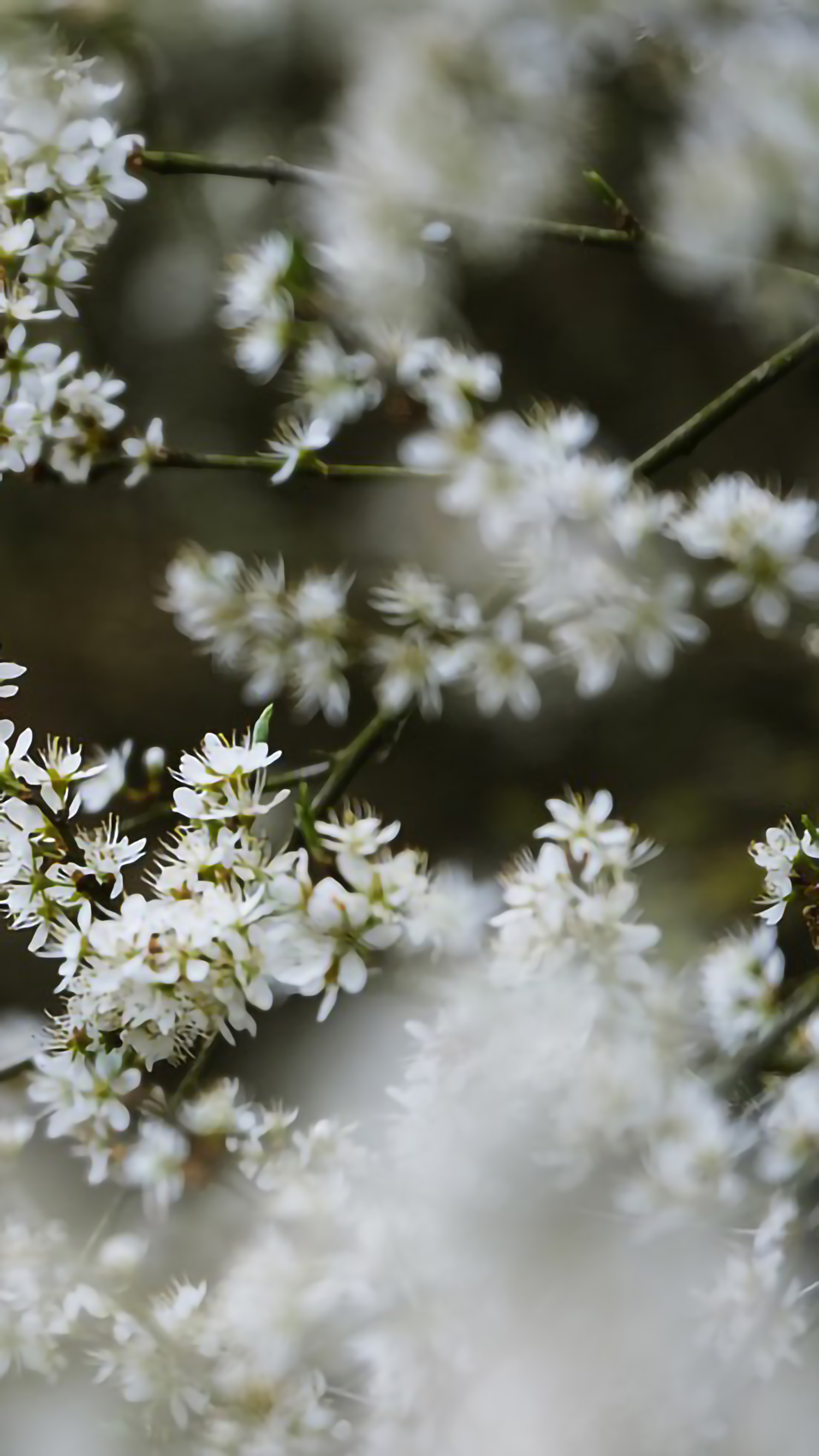 好看的手机桌面壁纸和锁屏壁纸,总有一张壁纸适合你手机屏保精选