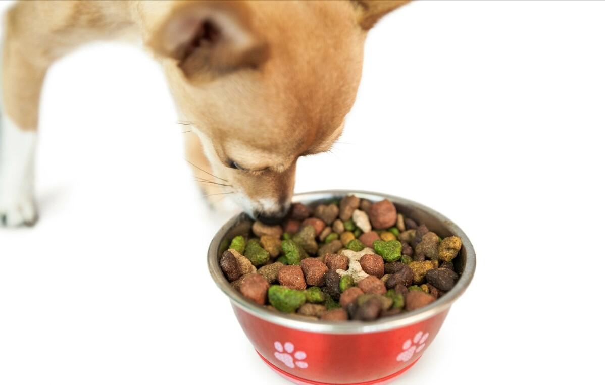 狗狗不吃东西怎么办最好的方法,狗狗不吃狗粮怎么解决小妙招