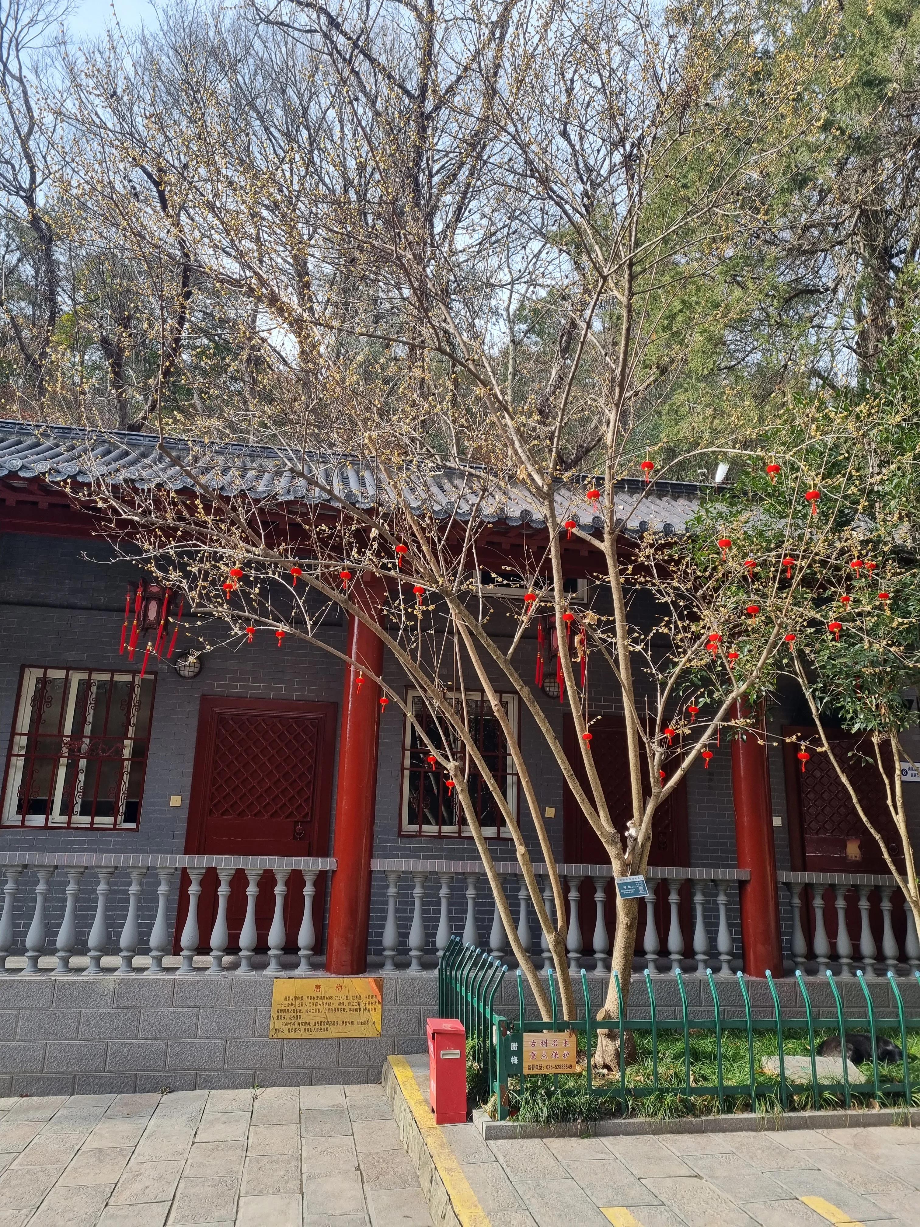 南京龙泉寺。寺里有一棵唐朝的腊梅树。