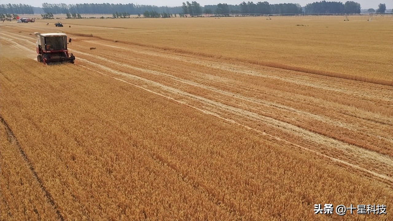 2021河南小麦品种对比图,泛麦803河南排名第一小麦品种