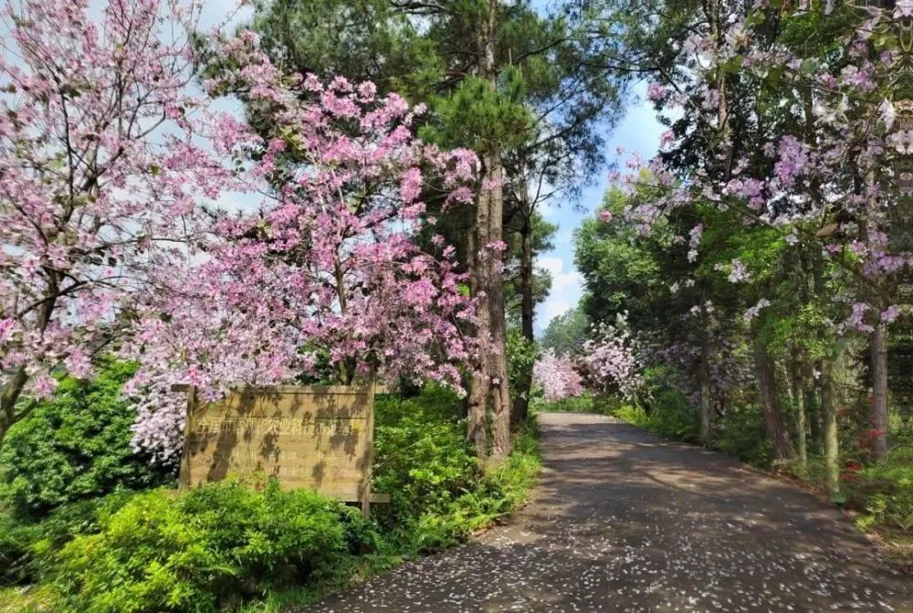 桂林雁山猫儿山,广州出发6天最适宜赏秋旅游