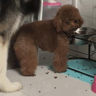 泰迪恐惧心理怎么训练,泰迪害怕的惩罚是什么