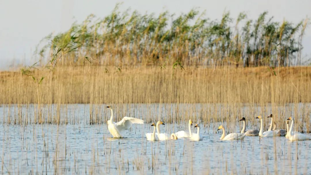 南京景色视频,南京景色作文
