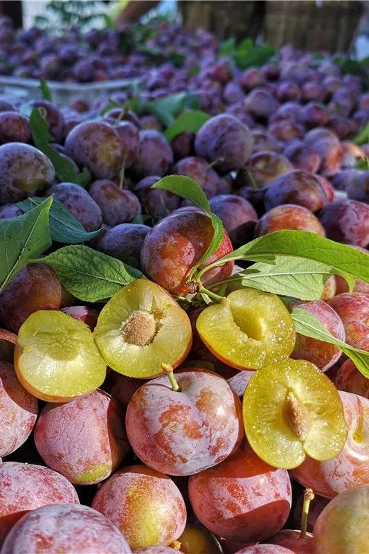 乡村振兴汶川县,我眼中的乡村振兴创业青年