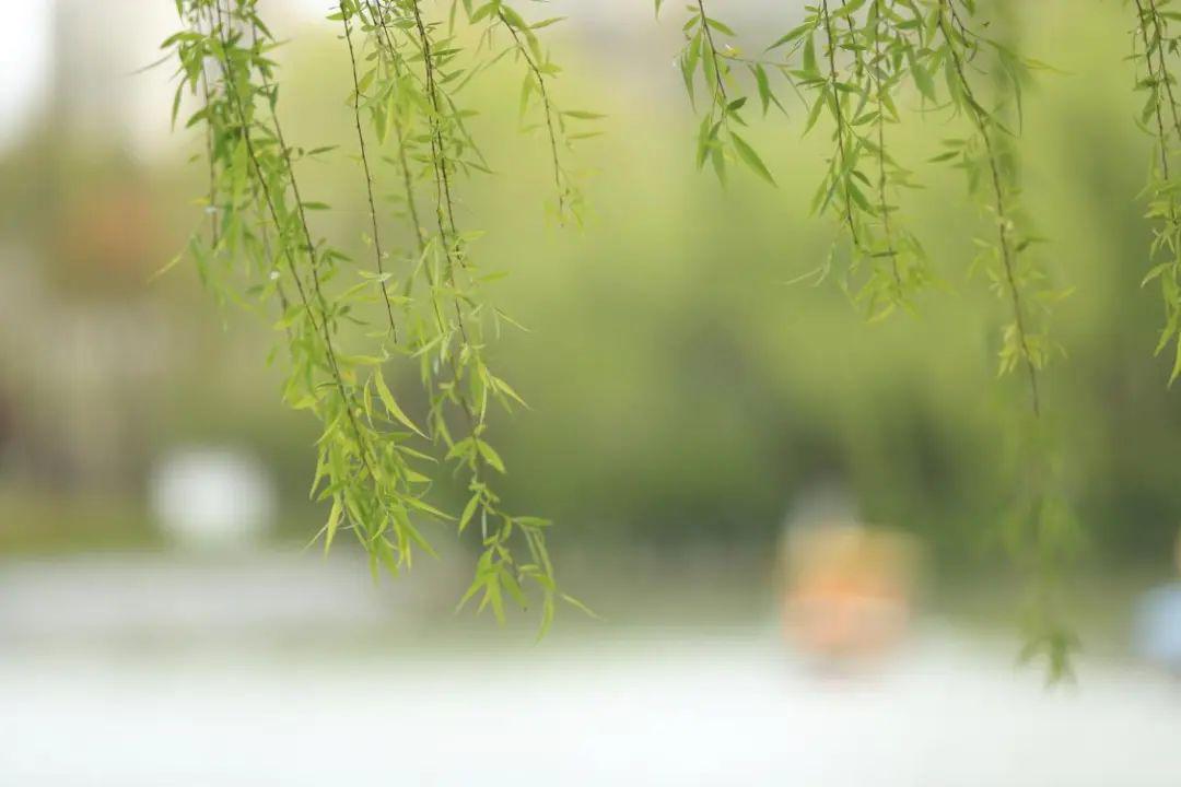 吹面不寒杨柳风全诗及解释,吹面不寒杨柳风全文诗句