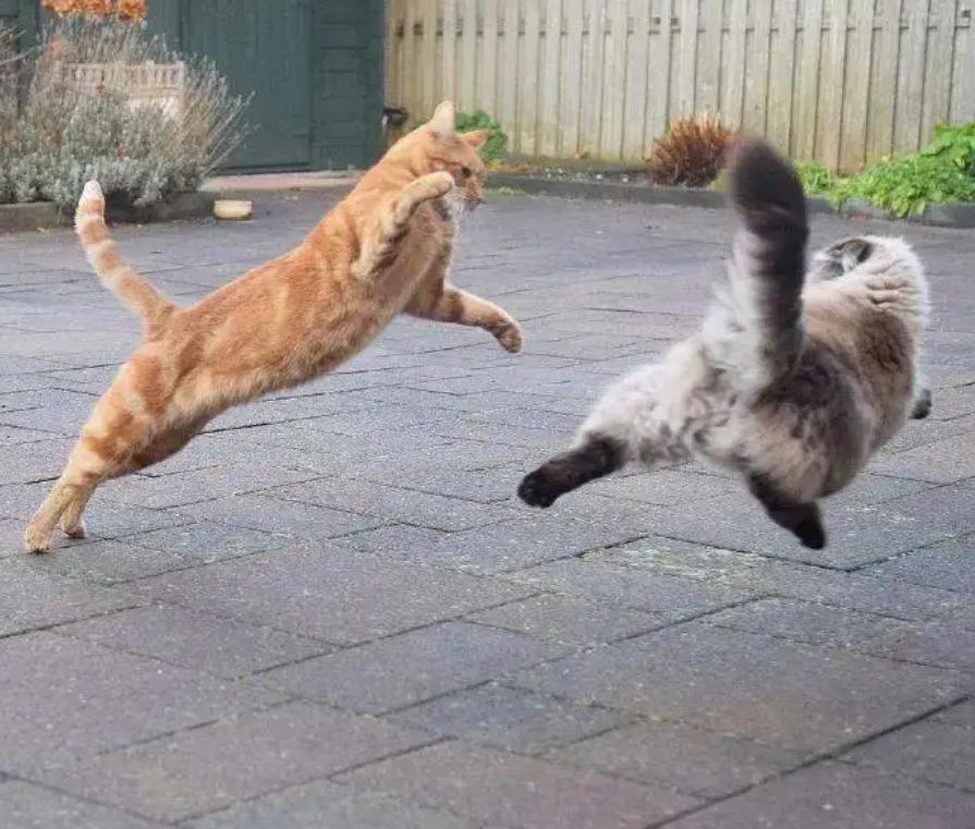 母猫交配后，为什么会满地打滚，还转头攻击雄性？