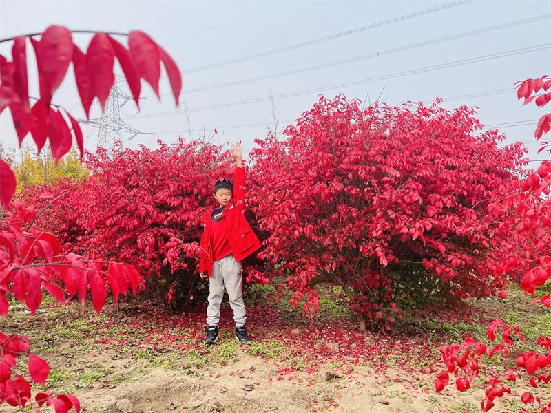 这种“燃烧的灌木”好看又好养，就像秋天里的一把火