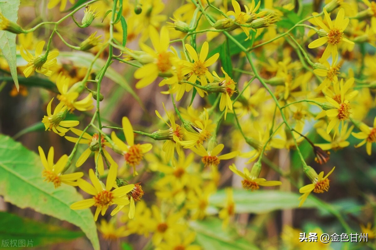 董宁｜赏阅古诗春意暖