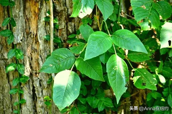 四种最毒的毒草,最毒的六种毒草