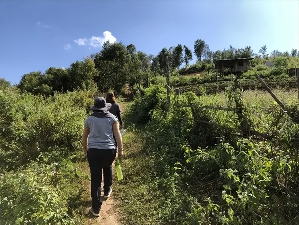 泰国旅游攻略普吉岛大象,泰国大象节旅游攻略