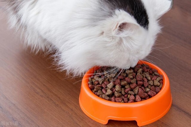 关于猫的7个谣言 (关于猫的七个谣言)