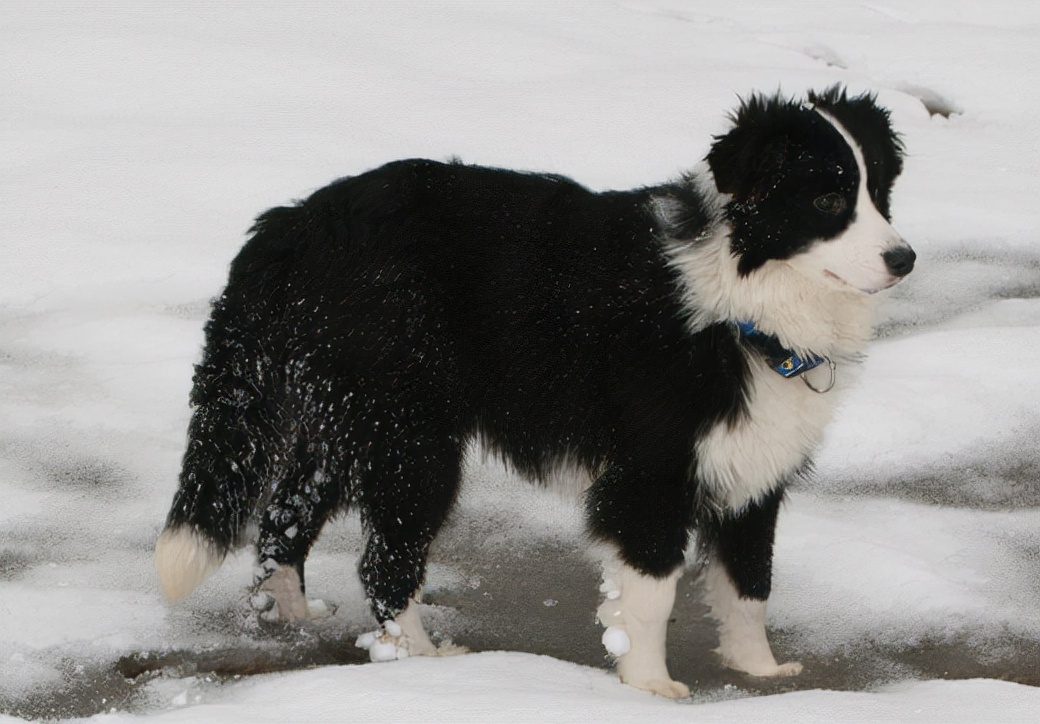 边牧狗除了吃狗粮还吃啥比较好,成年边牧一天的喂食量是多少合适