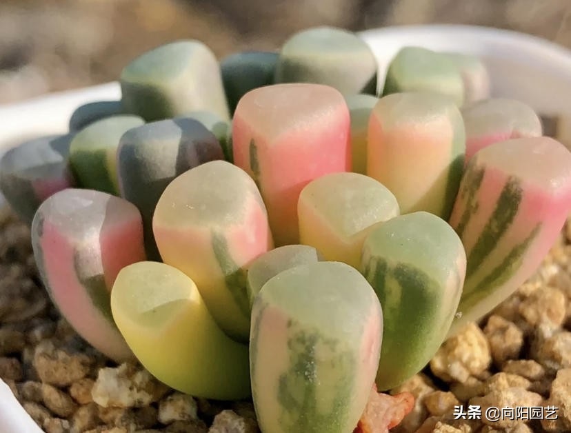 ​高价买的2棵多肉，全都是锦化，1棵300块，繁殖幼苗再卖掉