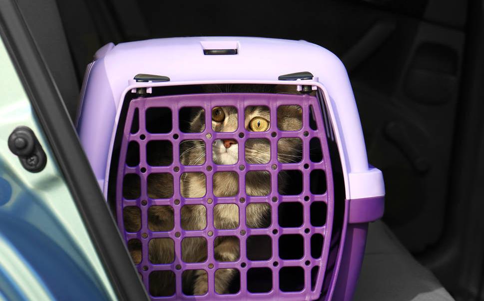 朋友要把自己养的宠物寄给我,怎么寄呢