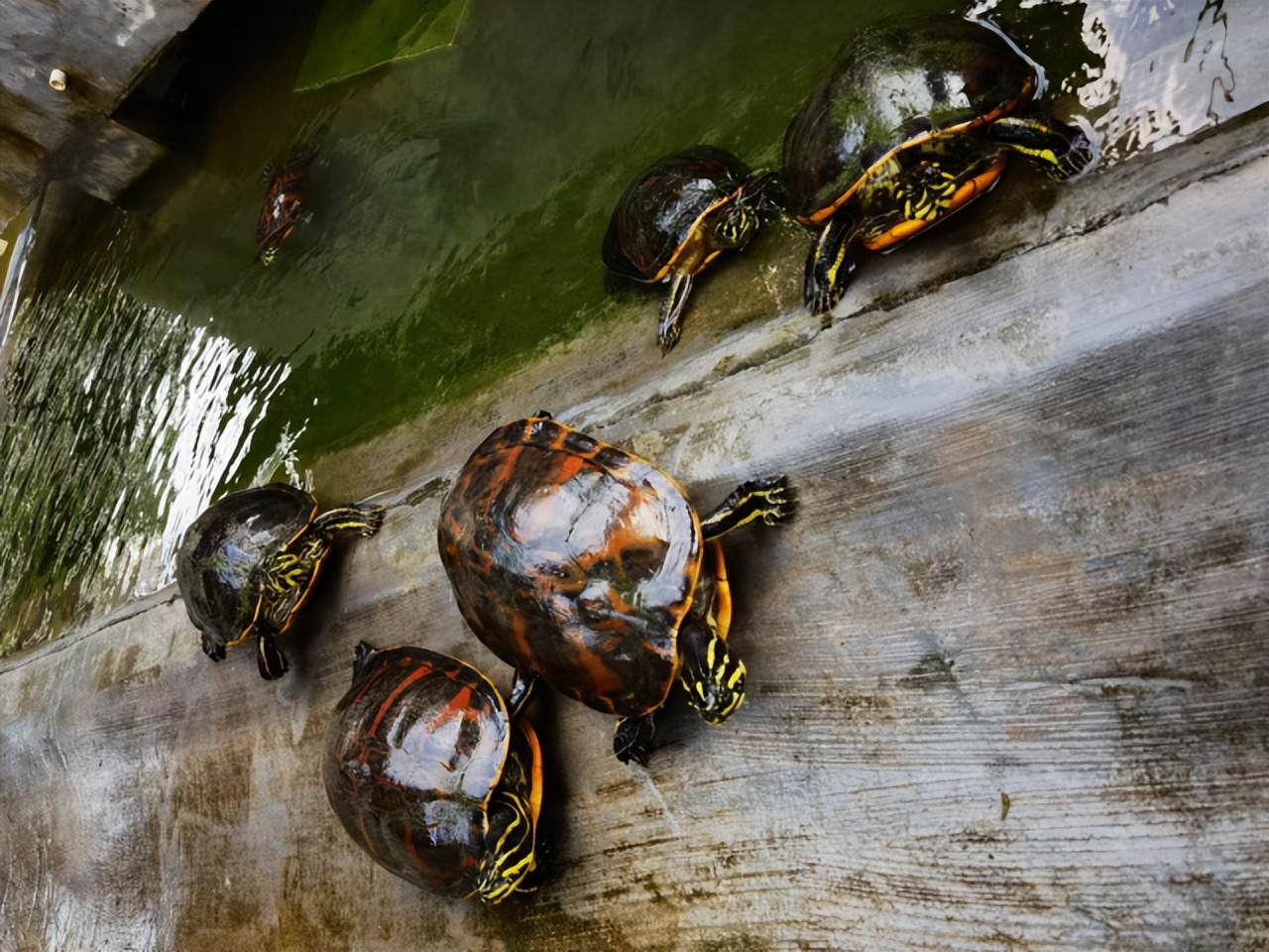 惠州仲恺高新区玳瑁村:打造养生“龟谷”,描绘美丽“潼画”