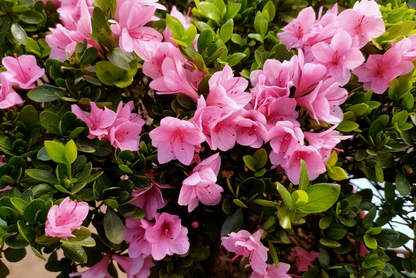 春季养这6种花请别再频繁浇水了,3种花漂亮又好养