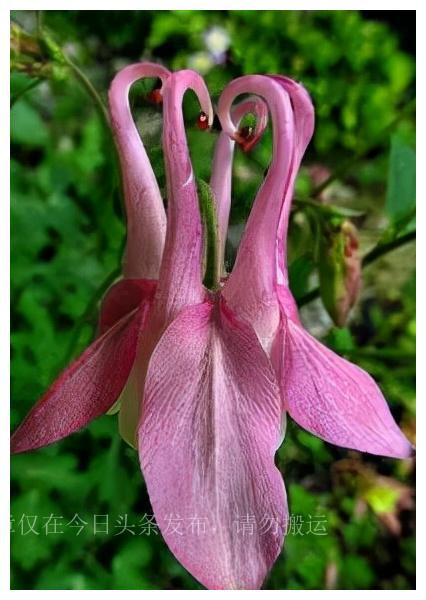 500种最美鲜花,40余种奇异的鲜花欣赏