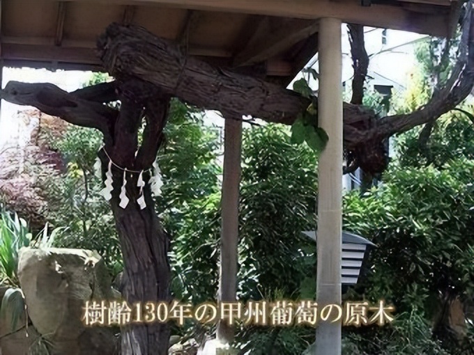 这款充满柑橘香的日本白葡萄酒，是女性葡萄酒大赛的金奖