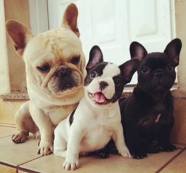 怎样给法斗喂驱虫药,养狗小技巧全部