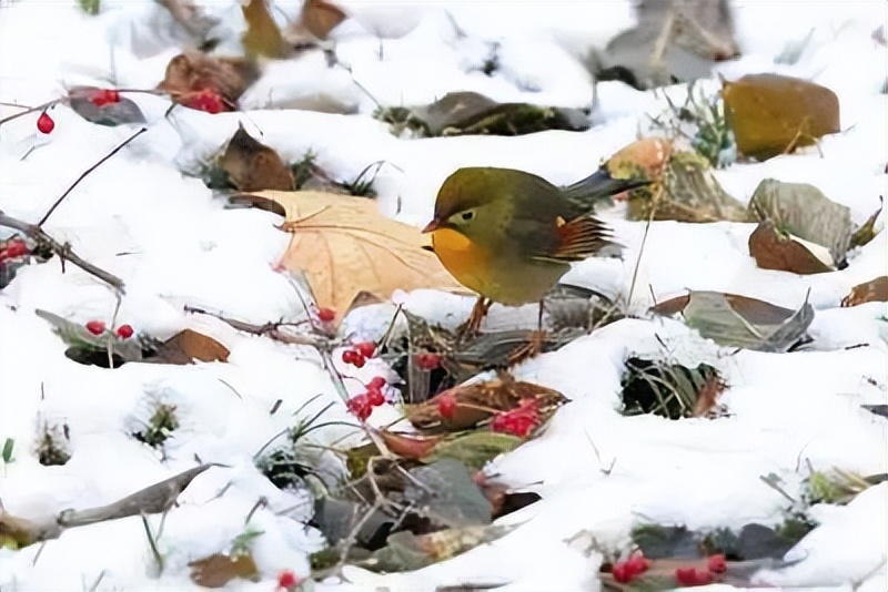 那些胡乱放生的人,那些放生的人都怎么想的