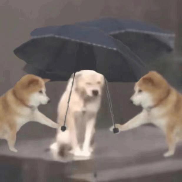 小狗给小狗撑伞表情包,小狗洗澡可爱超萌表情包