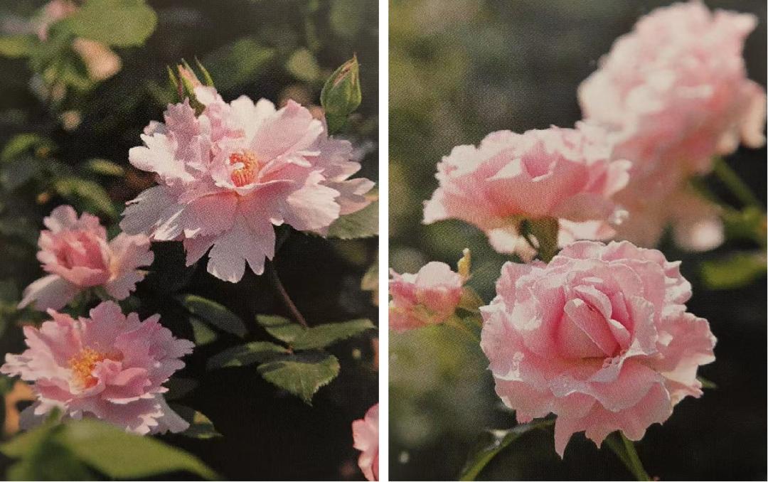 栽培玫瑰花的正确方法,玫瑰花种栽培技术