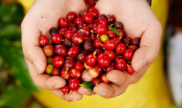 云南的小粒咖啡到底有多出名,云南最好的小粒咖啡是哪里产的