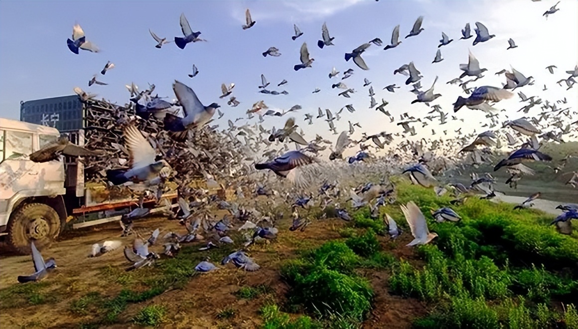 为什么春季信鸽比赛丢鸽严重,信鸽公棚放飞比赛犯法吗