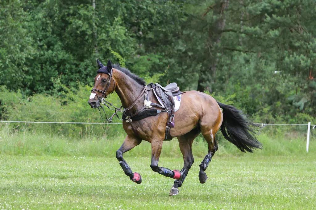 骑手落马,骑手落马马匹失控