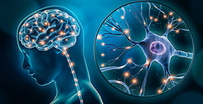 人类的大脑一直在进化,人类大脑不断进化