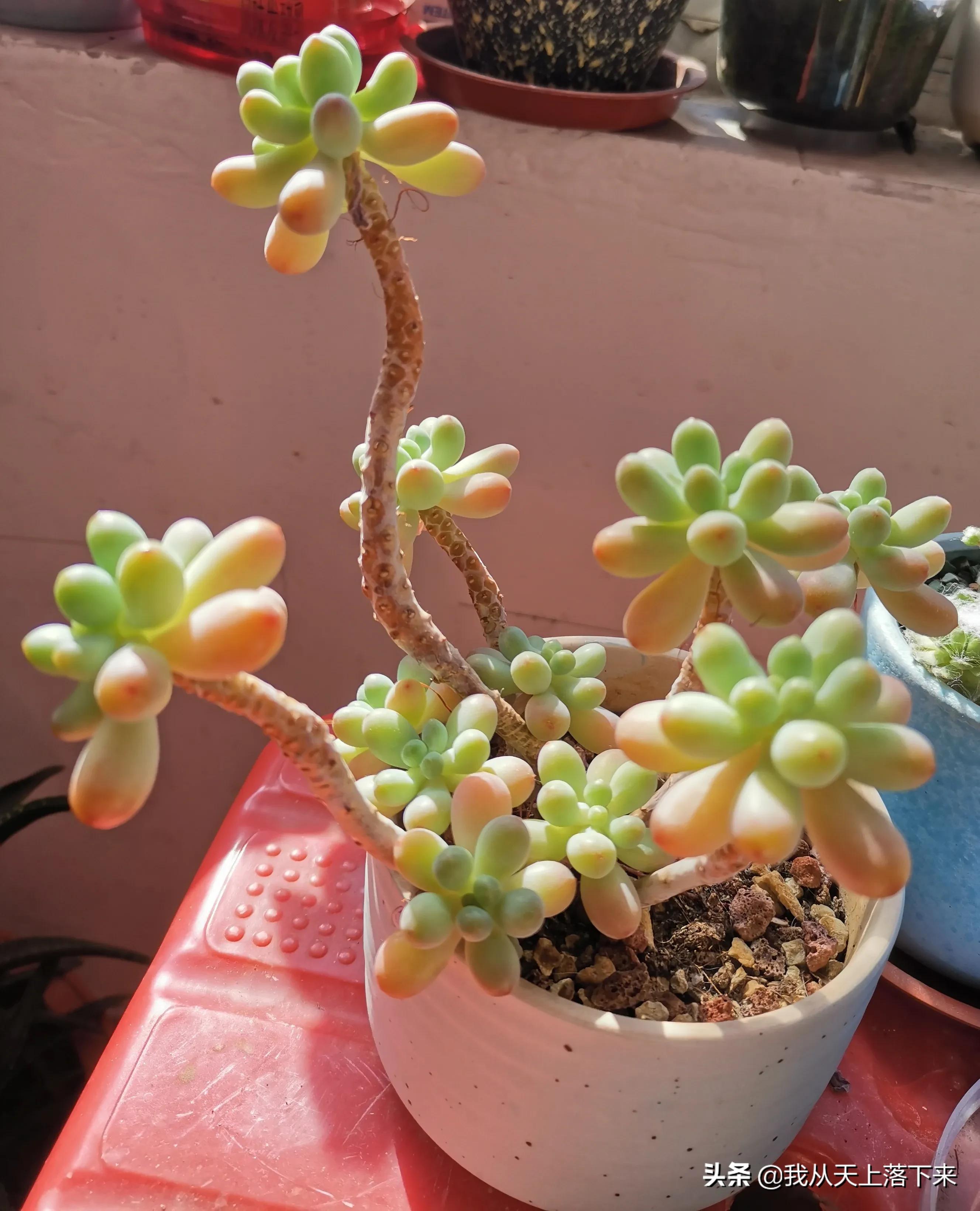 多肉品种及图片大全欣赏,多肉品种辨别图片大全欣赏