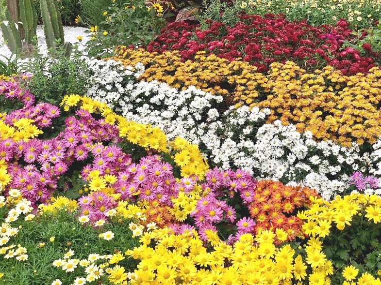 东湖公园赏菊花,深圳市东湖公园一年一季的菊花展