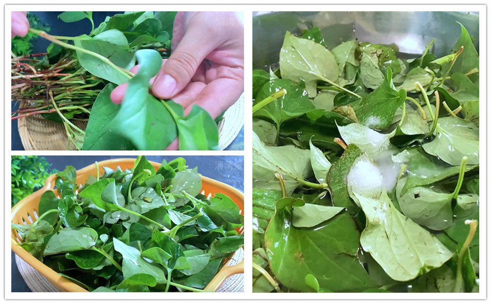 鱼腥草茶怎样做,鱼腥草茶怎么做