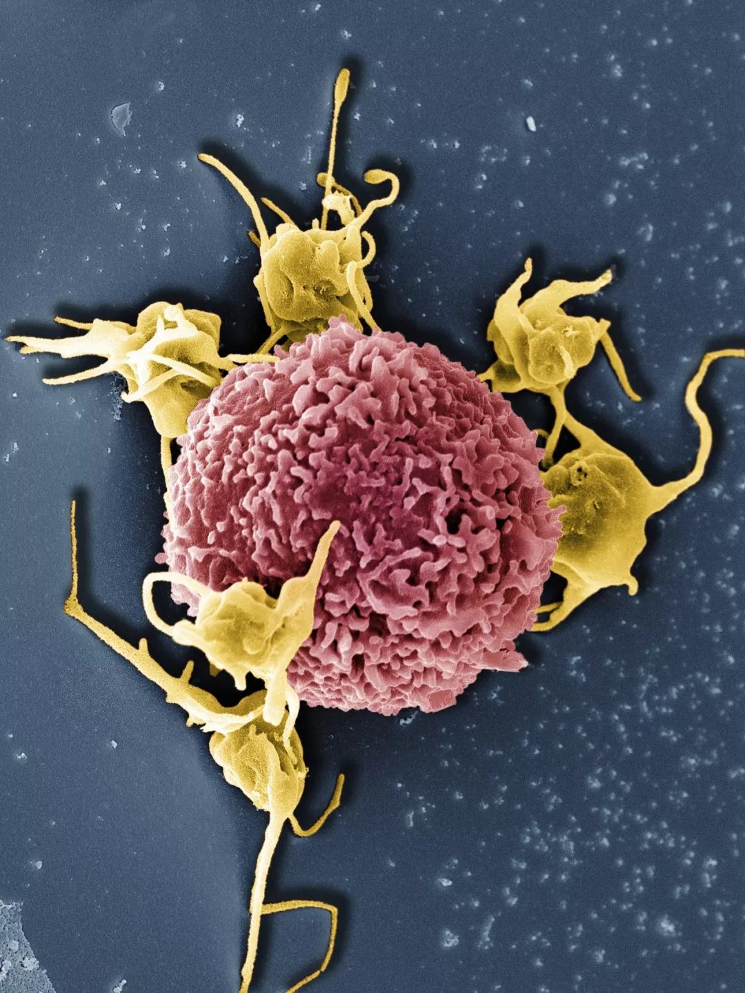 致与病毒搏斗的你！