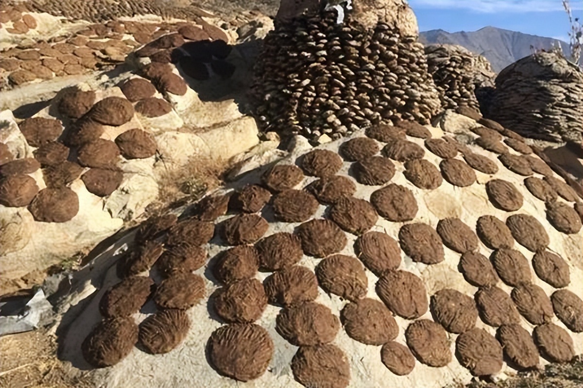 印度的牛粪饼是干什么用的,印度牛粪饼网上热销一度卖到断货