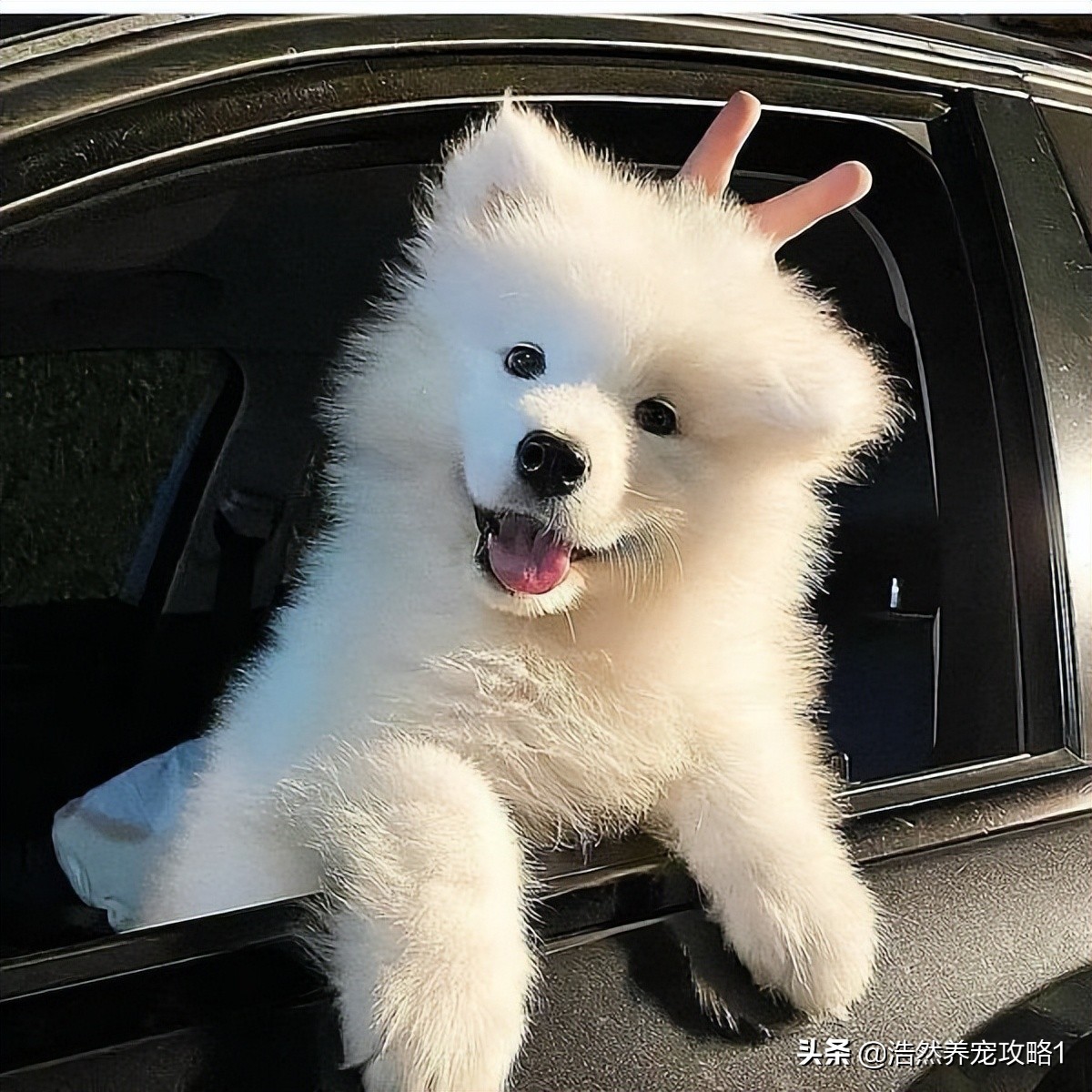 狗狗突然疯狂舔地板呕吐怎么回事,幼犬狗狗爱舔地板怎么办