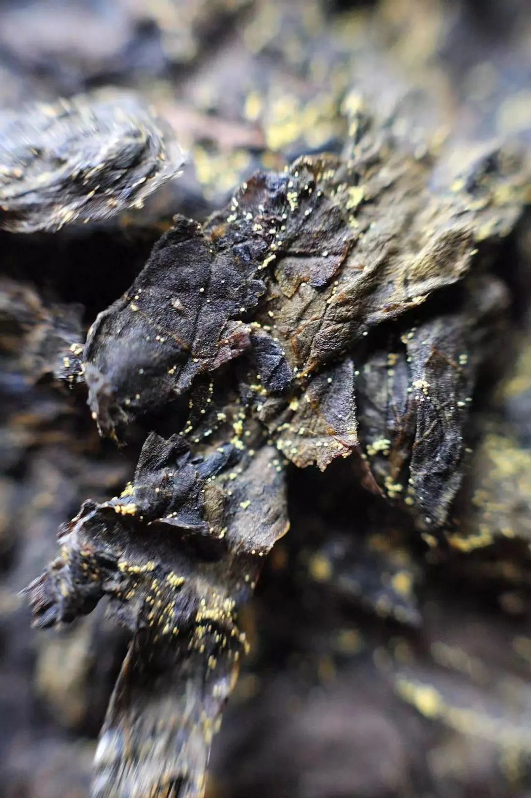 无糖减油脂的茶,什么茶消脂肪最好喝一点