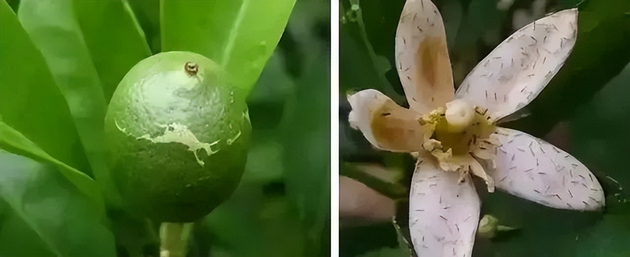 最新柑橘常见20种害虫认识与防治,柑橘常见虫害有哪些
