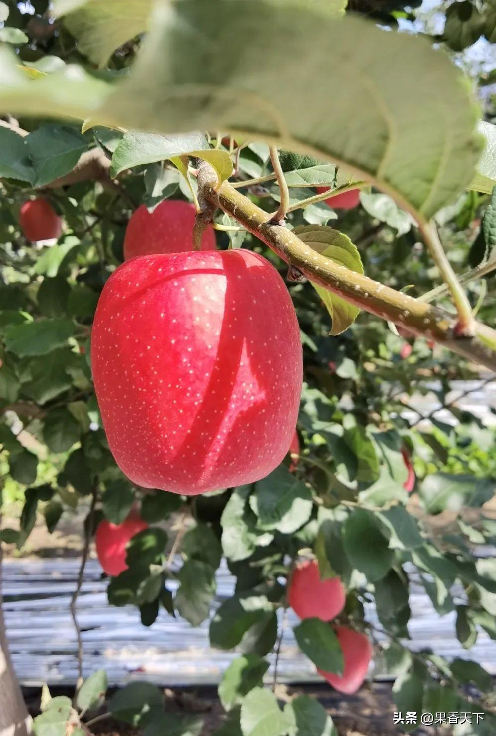 最新苹果品种排名,最有潜力苹果新品种前三名