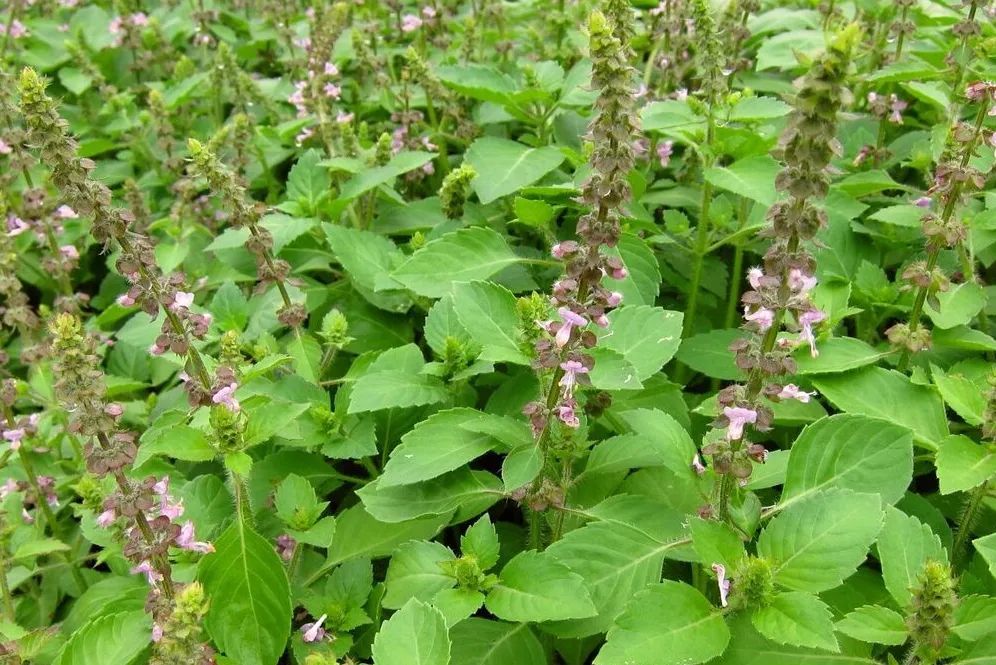 甜罗勒和荆芥 (甜罗勒与九层塔荆芥)