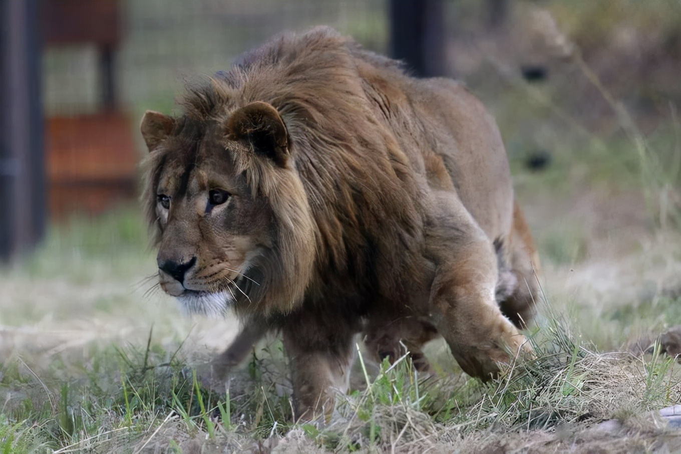东北虎遇到非洲狮,谁才是陆地王者王者之间的对决